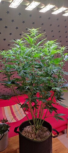 Growreport Bild 32