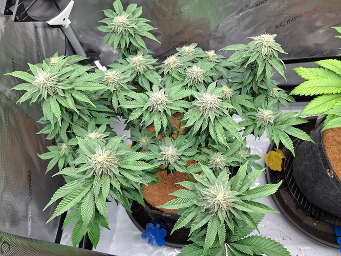 Growreport Bild 1