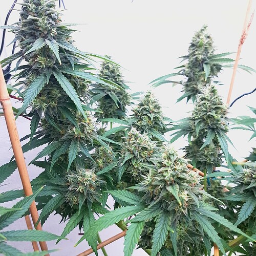 Growreport Bild 12