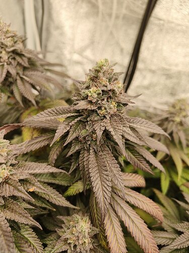 IMG_20240612_225749_833