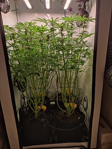 Growreport Bild 5