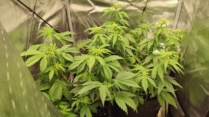 Growreport Bild 1
