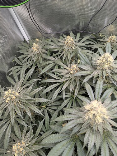 Growreport Bild 5