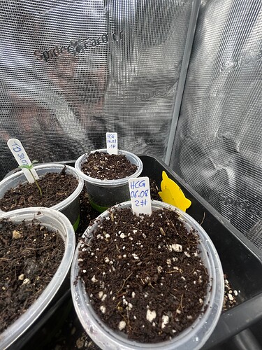 Growreport Bild 2