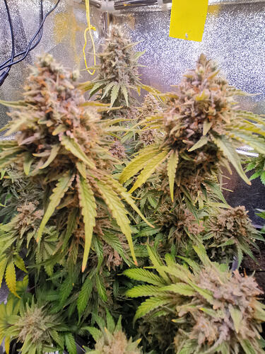 Growreport Bild 12