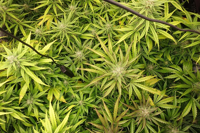Growreport Bild 5