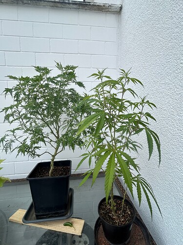 Growreport Bild 1