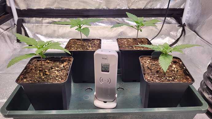 Growreport Bild 5