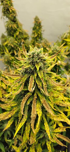 Growreport Bild 20