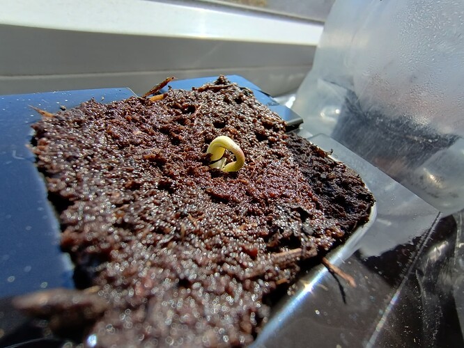 IMG_20240413_125916616_HDR