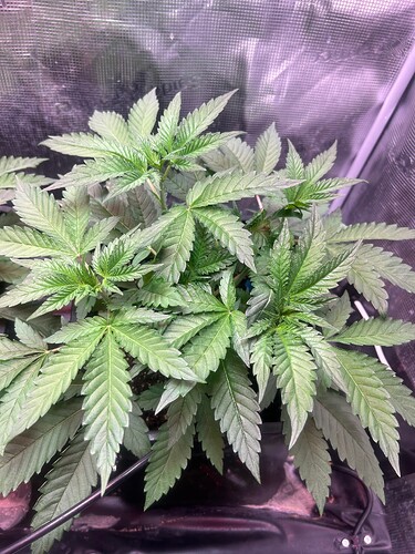 Growreport Bild 8