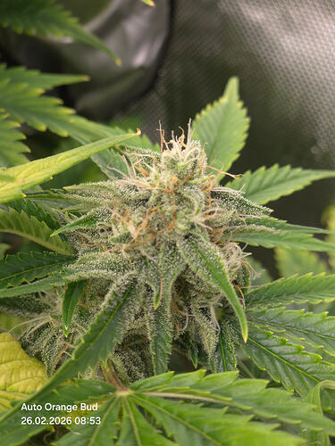 Nahaufnahme eines Cannabis-Buds in der Blütephase mit sichtbaren Trichomen und Stigmen.