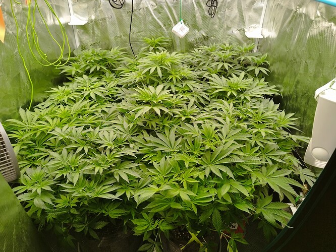 Growreport Bild 6