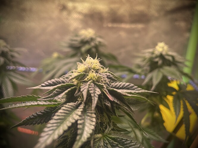 Growreport Bild 2