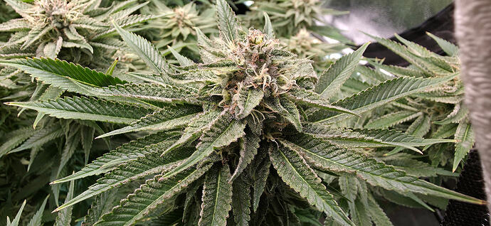 Growreport Bild 31