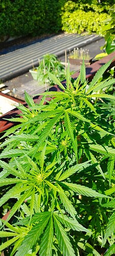 Growreport Bild 5
