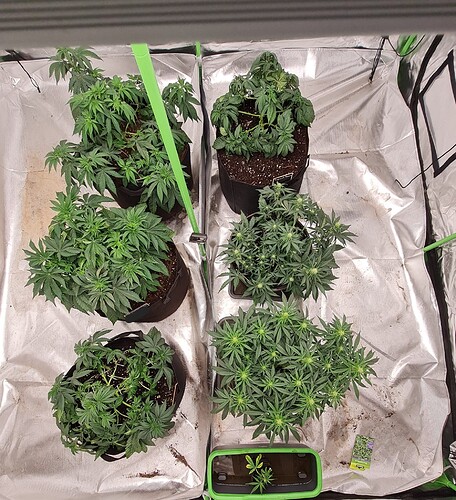 Growreport Bild 9