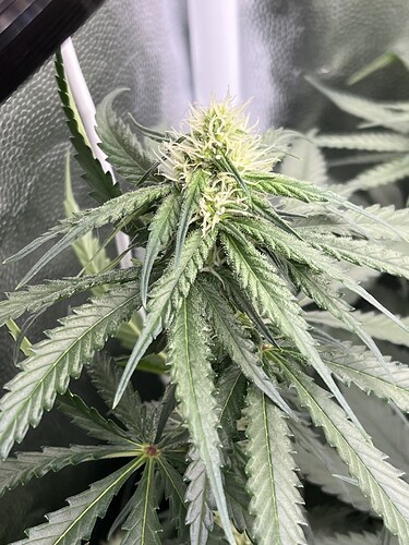 Growreport Bild 13