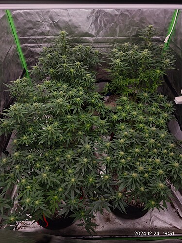 Growreport Bild 4