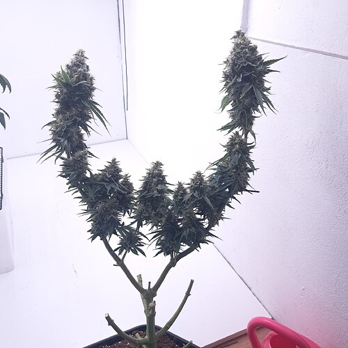 Growreport Bild 16