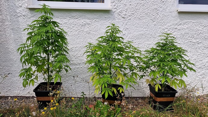 Growreport Bild 48