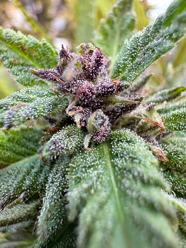 Growreport Bild 18