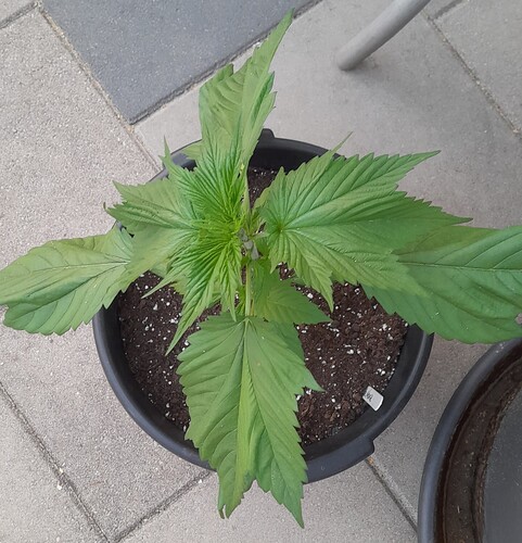 Growreport Bild 8