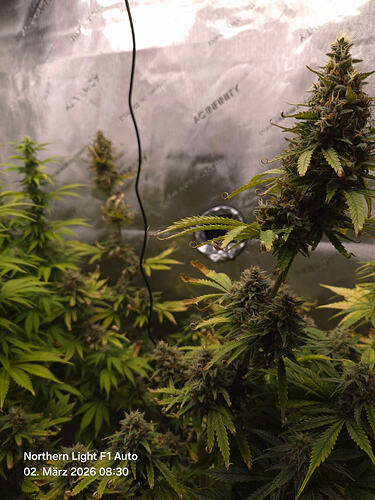 Nahaufnahme einer blühenden Cannabis-Pflanze in einem Growzelt mit sichtbaren Buds und Blättern.
