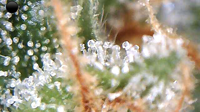Growreport Bild 8