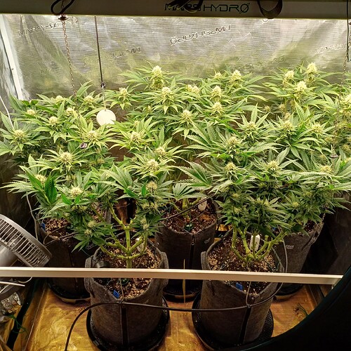 Growreport Bild 15