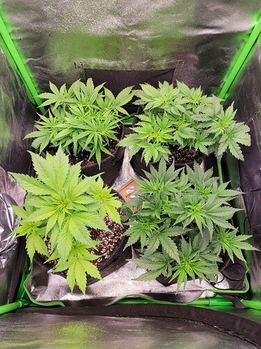 Growreport Bild 15