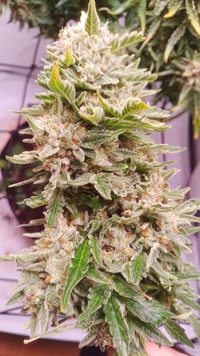 Growreport Bild 9