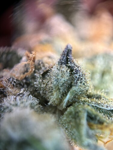 Growreport Bild 13
