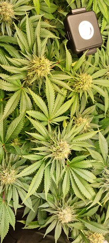 Growreport Bild 43