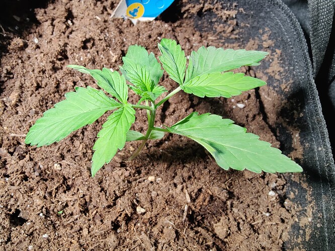 Growreport Bild 2