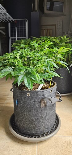 Growreport Bild 20