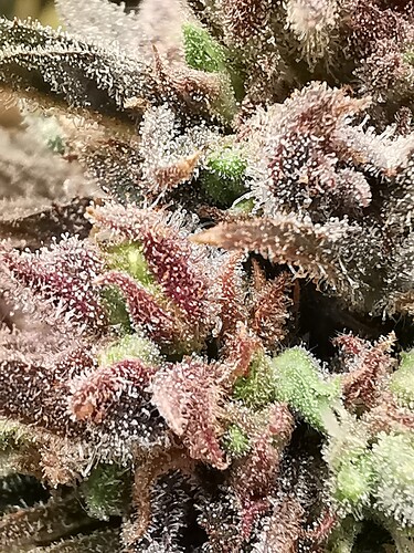 Growreport Bild 1