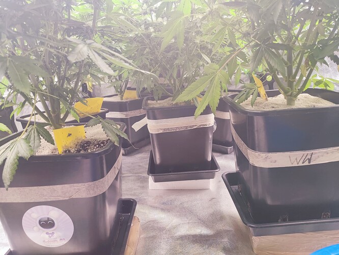 Growreport Bild 49