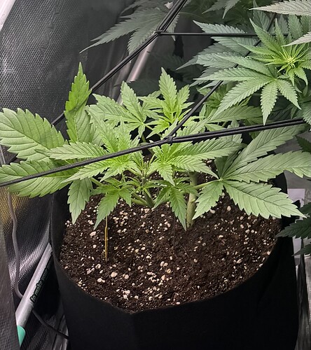 Growreport Bild 15