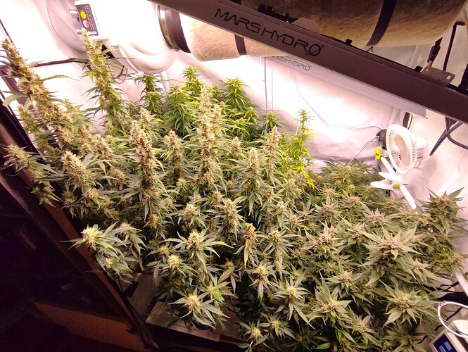 Growreport Bild 46
