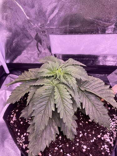 Growreport Bild 15