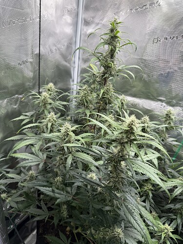 Growreport Bild 19