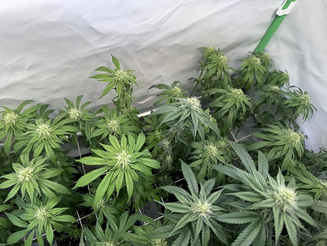 Growreport Bild 33