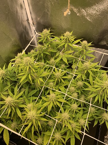 Growreport Bild 2