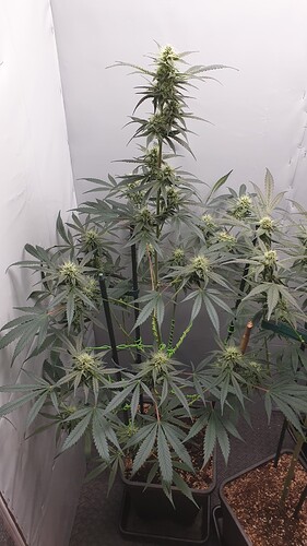 Growreport Bild 1