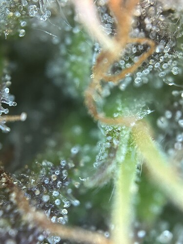 Growreport Bild 9