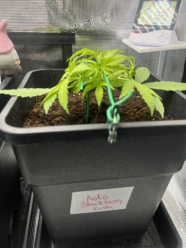 Growreport Bild 9