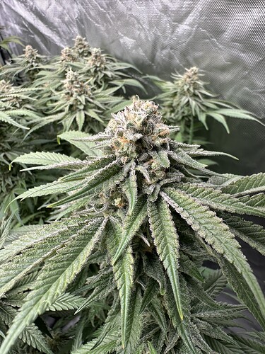 Growreport Bild 16