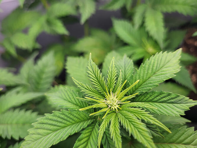 Growreport Bild 8