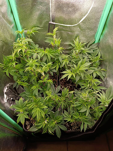 Growreport Bild 2
